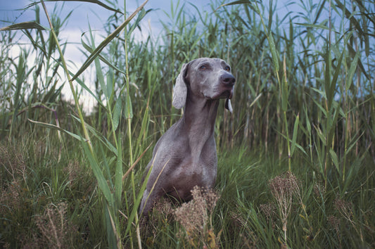 The Weimaraner: A Loyal, Energetic, and Intelligent Companion