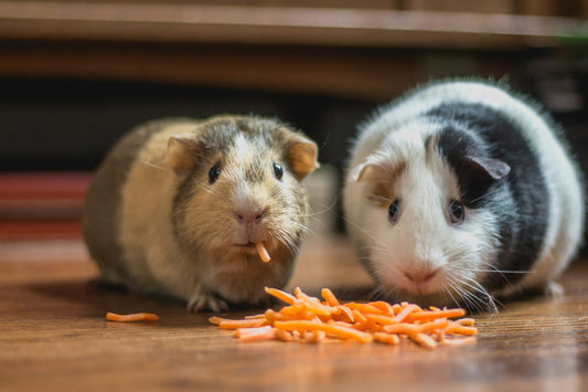 Hamster Care Essentials: Create the Perfect Home for Your Pet