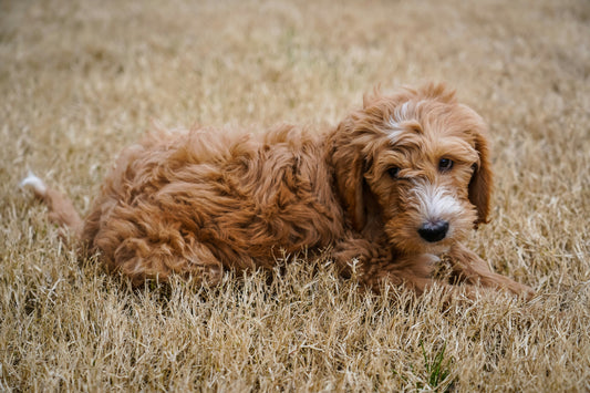 Goldendoodle Grooming Hacks: How to Maintain a Soft, Shiny Coat