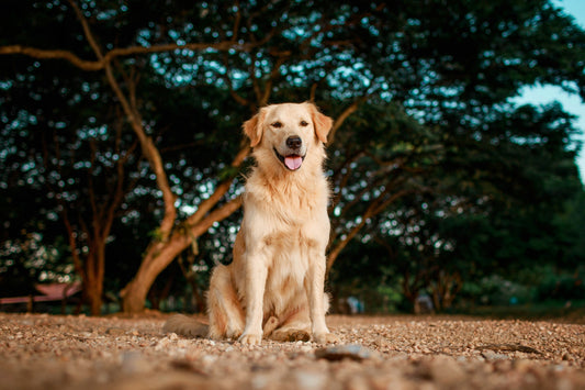 Are Golden Retrievers the Right Breed for You? A Complete Guide!