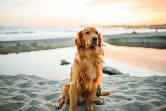 Golden Retriever: The Ultimate Guide to This Loyal and Loving Breed