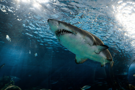 The Hidden World of Shark Sleep: Surprising Secrets of the Ocean’s Apex Predators