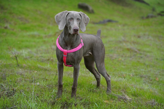 Mastering Weimaraner Training: 10 Pro Tips & Costly Mistakes to Avoid