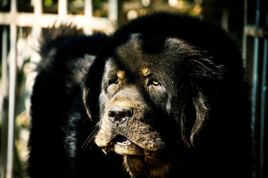 Meet the Newfoundland Dog: Loyal, Loving, and Intelligent