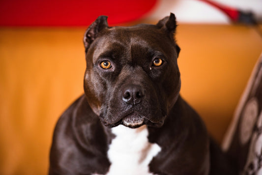 Are Pit Bulls the Right Dog for You? A Complete Guide to Owning This Loyal Breed