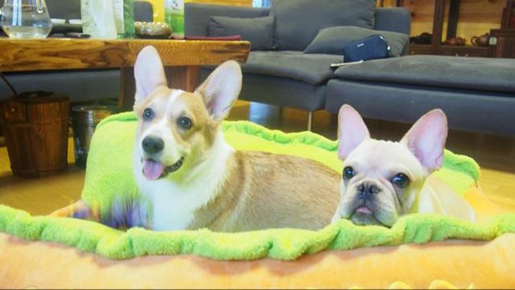 Hot Dog - Style's Bug