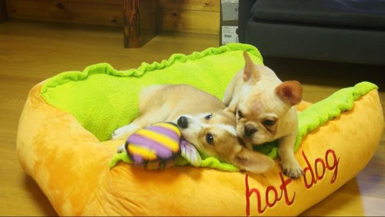 Hot Dog - Style's Bug