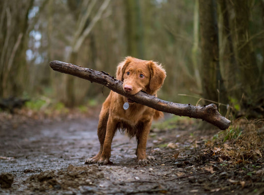 How to Stop Your Dog from Eating Poop