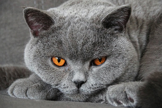 British Shorthair Cat: The Gentle Aristocrat of the Feline World