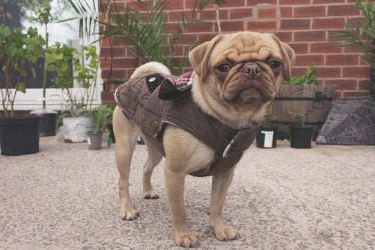 Breathing Troubles in Flat-Faced Dogs? Here’s What to Know About Brachycephalic Airway Syndrome