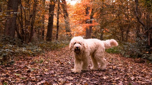 Why Your Labradoodle Has Ear Trouble (And How to Fix It)