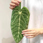 Super Absorbent Leaf Hand Towels
