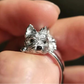 Laying Cairn Terrier Ring