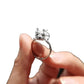 Laying Cairn Terrier Ring