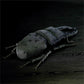 Realistic Chinese Stag Beetle Plushie