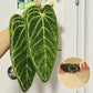 Super Absorbent Leaf Hand Towels