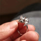 Laying Cairn Terrier Ring