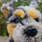 Australian Cattle Dog Plushie