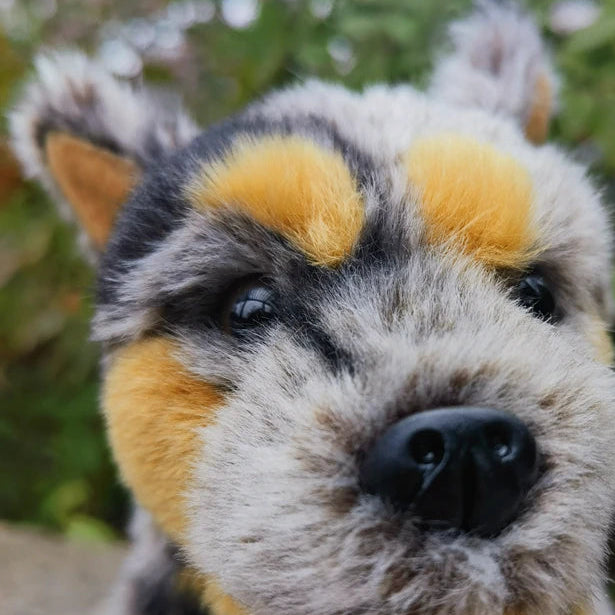 Australian Cattle Dog Plushie