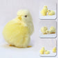 Realistic Soft Chicks (4pcs set) - Style's Bug
