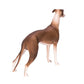 "Cario the Whippet" Realistic ornaments - Style's Bug