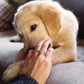 Realistic Labrador Retriever rings (2pcs pack) - Style's Bug