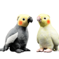 Lifelike Cockatiel Plushies by SB - Style's Bug